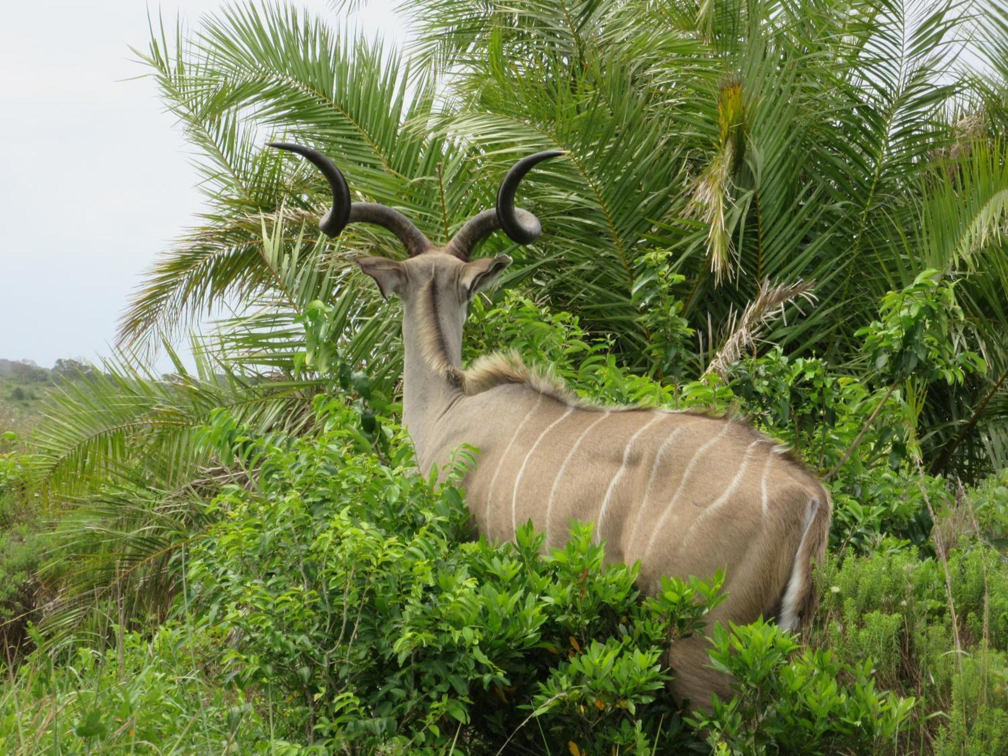 Manzini Chalet No 34 Lejlighed Saint Lucia Estuary Eksteriør billede